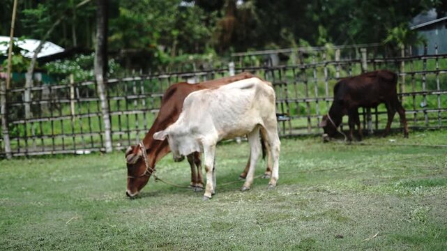 ndian Zebu Cow with Calf in Green Grass Field of Countryside Farm