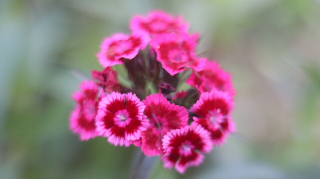 Beautiful Pink Dianthus Flower Nature Photography and Garden Beauty