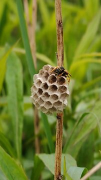 Naturalne gniazdo klecanki na zielonej łące &ndash; szczeg&oacute;łowe ujęcie życia owad&oacute;w i ich budowli