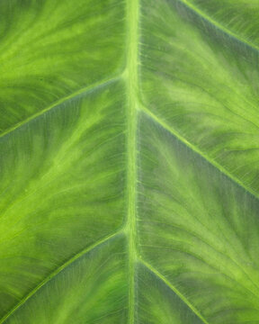 Tropical Colocasia Leaf Texture Background
