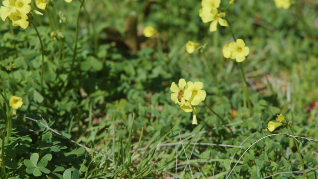 Honeybee Pollinating Yellow Oxalis Flower in a Sunlit Green Meadow