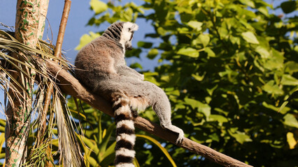 Ring-tailed lemur perched on a tree branch against lush green foliage © blueringmedia