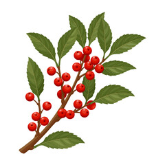 Obraz premium Illustration of Ilex verticillata, known as winterberry, isolated on a white background.