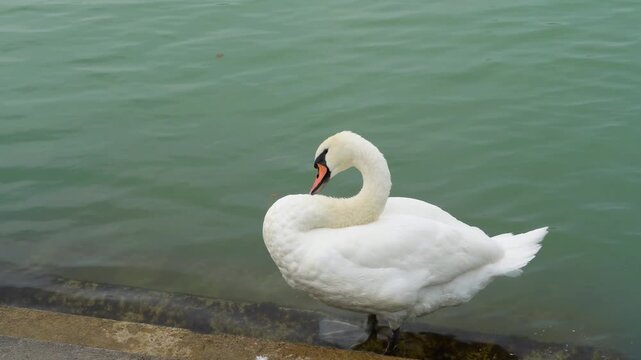 White Swan Standing Near Water Edge Close-Up Static Shot