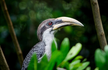 Obraz premium The Sri Lanka grey hornbill (Ocyceros gingalensis) is endemic bird found in Sri Lanka