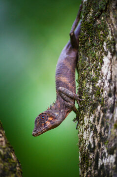 Calotes manamendrai is an agamid lizard endemic to Sri Lanka.