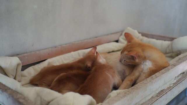 Mother Cat Feeding Kittens on Cushion in Indoor Setting