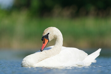 Naklejka premium Mute Swan (Cygnus olor) swimming on a pond surface in natural habitat — common bird species in the Czech Republic