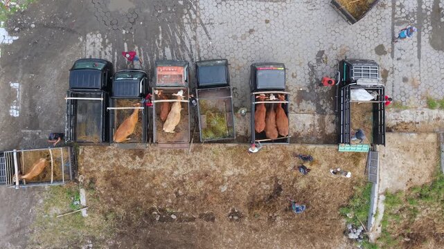Aerial view of trucks loaded with cattle and livestock at Animal Market Prambanan with people working on the ground Kecamatan Prambanan, Jawa Tengah, Indonesia.