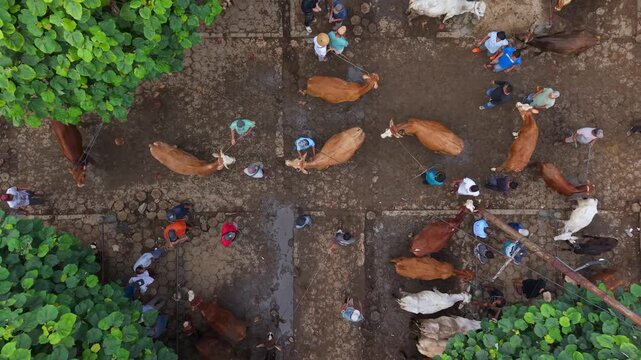 Aerial view of cows and traders at Animal Market Prambanan on a muddy ground with people walking around in Kecamatan Prambanan, Jawa Tengah, Indonesia.