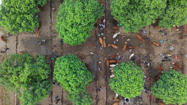 Aerial view of Animal Market Prambanan with cattle and people under green trees in Kecamatan Prambanan, Jawa Tengah, Indonesia.