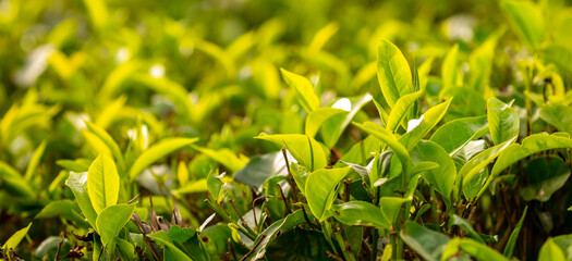 Fototapeta premium A close-up of fresh tea leaves on a plantation. Industrial tea cultivation in Sri Lanka. Close-up of tea bushes.