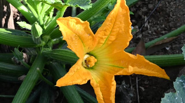Honeybee pollinating a yellow zucchini flower in an organic garden. Close-up of a bee collecting pollen inside a bright squash blossom. Concept of biodiversity, nature and sustainable farming.