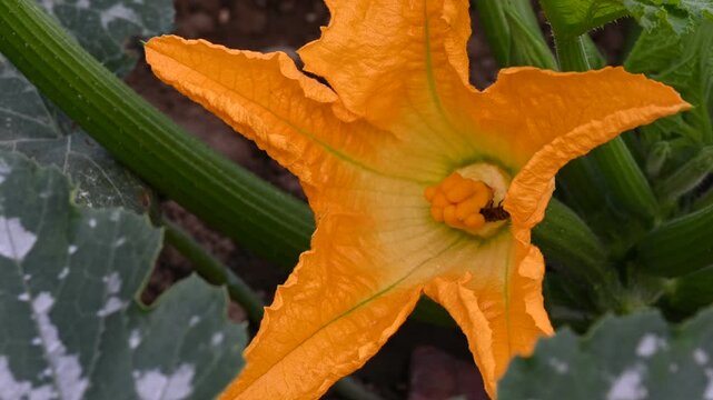 Honeybee pollinating a yellow zucchini flower in an organic garden. Close-up of a bee collecting pollen inside a bright squash blossom. Concept of biodiversity, nature and sustainable farming.