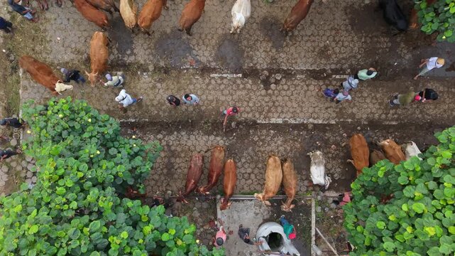 Aerial view of Animal Market Prambanan with cattle and people walking between rows of trees in Kecamatan Prambanan, Jawa Tengah, Indonesia.