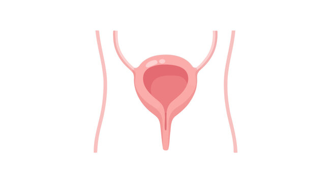 Human Bladder Anatomy Illustration - Medical Urological System Diagram