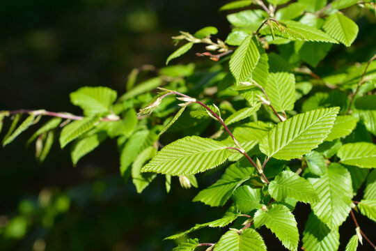 Common hornbeam leaves - Latin name - Carpinus betulus