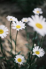 Fototapeta premium Slow motion close up of wild white daisy flowers swaying in the wind. High resolution cinematic nature footage with dark moody background and soft bokeh.