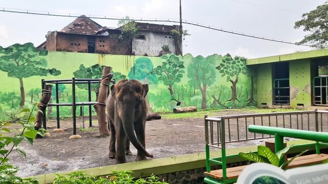 Captive Sumatran Elephant (Elephas maximus sumatranus) Standing in Enclosure at Surabaya Zoo, Indonesia
