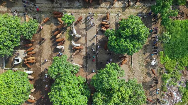 Aerial view of Animal Market Prambanan showing rows of cattle and people walking among green trees in Kecamatan Prambanan, Jawa Tengah, Indonesia.