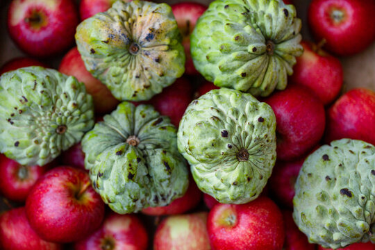 Green custard apple fruit in box full of red apples