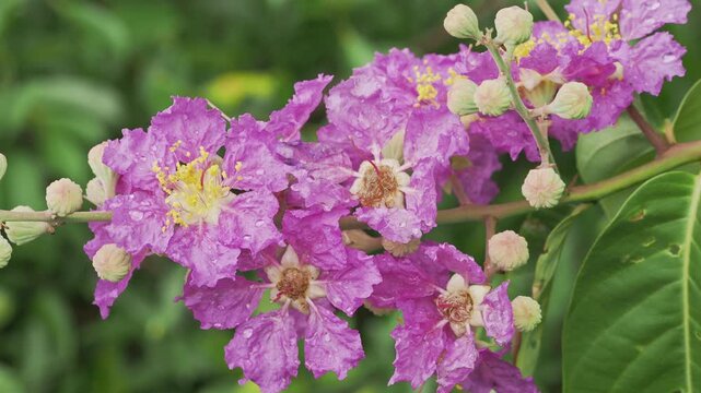 Purple Queen&rsquo;s Crape Myrtle Flowers Covered With Rain Drops