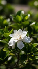 Fototapeta premium Elegant Gardenia Blossom Amidst Lush Green Foliage in Natural Light.