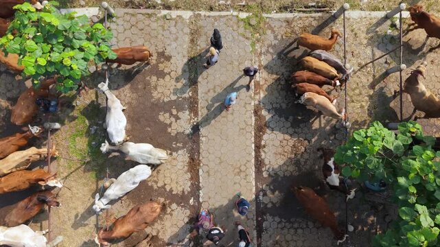 Aerial view of Animal Market Prambanan with cows tied to railings and people walking on the paved ground in Kecamatan Prambanan, Jawa Tengah, Indonesia.