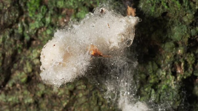 Tropical Frog Foam Nest With Water Droplets on Jungle Rock
