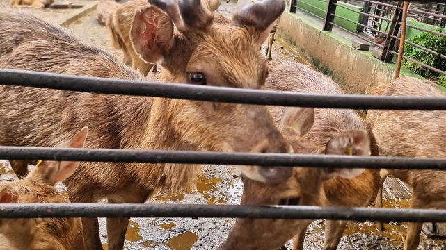 Endemic Javan Deer Rusa Timorensis in Conservation Center, Indonesia Biodiversity Education Concept