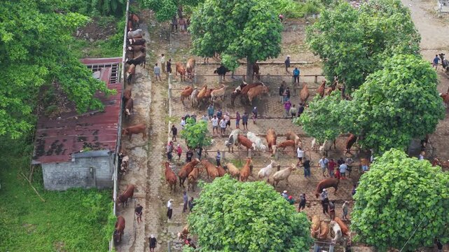Aerial view of Animal Market Prambanan with cows and people among green trees in Kecamatan Prambanan, Jawa Tengah, Indonesia.