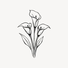 Obraz premium Elegant calla lily line art.