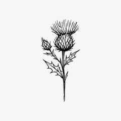 Obraz premium Elegant thistle sketch illustration
