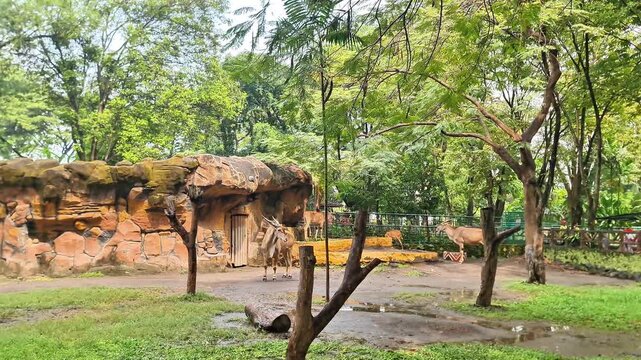 Majestic Common Eland (Taurotragus Oryx) Walking in a Lush Green Zoo Enclosure