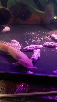 Albino senegalus bichir and regular dinosaur eel swimming in tank