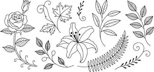 Floral elements set with black outlines of roses lilies fern leaves and botanical vines isolated on a transparent background set. © Kamrun82