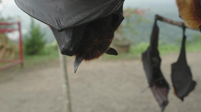 Megabats flying foxes hanging upside down on a display stall in Bali, Indonesia 4K