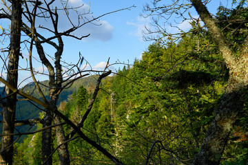Fototapeta premium Mountain Forest Landscape Framed by Bare Tree Branches