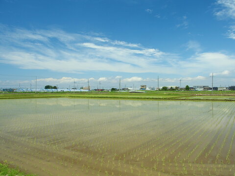 初夏の郊外の田植えの終わった朝の田甫風景