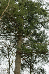 Fototapeta premium Low angle view of a tall pine tree with a lush green canopy against the sky. A vertical low-angle shot looking up at a majestic coniferous tree with a thick trunk and wide branching crown. 