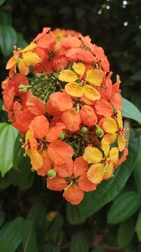Saraca Asoca Tropical Orange Flower Cluster