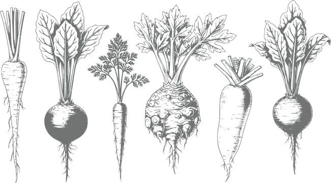 A collection of hand-drawn root vegetables including carrots, beets, and celeriac illustrated in a vintage botanical style on a white background