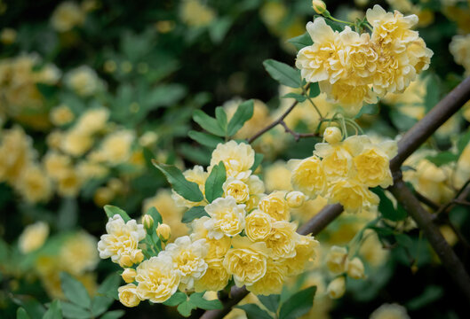 モッコウバラ-木香薔薇
