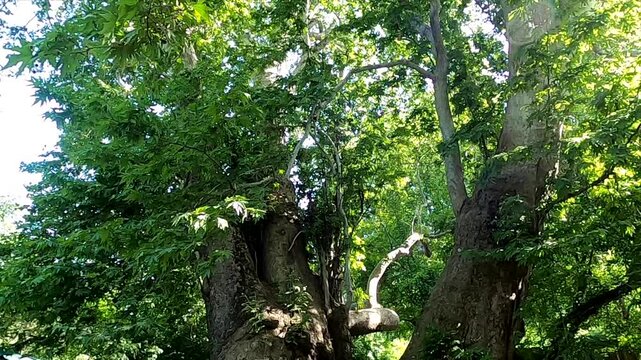 Low angle tilt up shot of a giant ancient chinar plane tree
