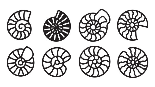 Ammonite fossil shells in a clean graphic design for educational or scientific presentation