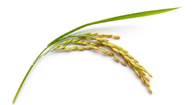 Golden Ripe Rice Stalk Isolated on White Background