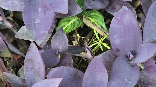 Close up of purple heart plant tradescantia pallida leaves in pot tilt up