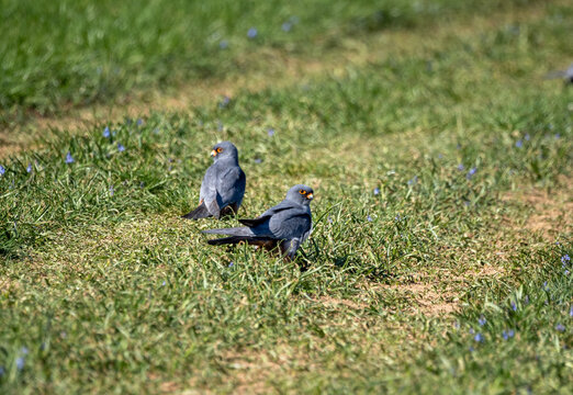 Two male red-footed falcons on the ground (Falco vespertinus)