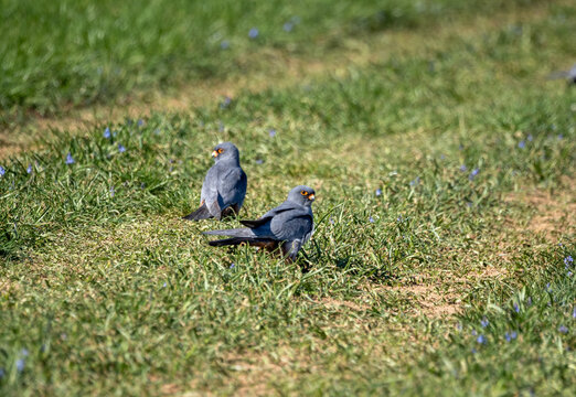 Two male red-footed falcons on the ground (Falco vespertinus)