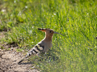 Eurasian hoopoe (Upupa epops) on the ground © Tarik